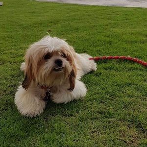 Meet your Posher, Abby